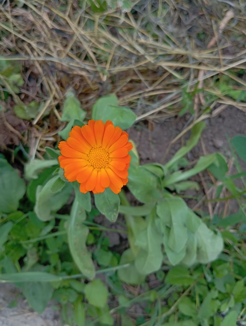 Calendula officinalis